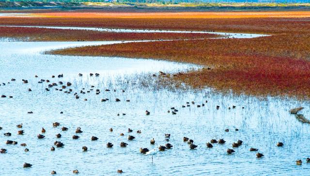 初冬条子泥湿地美如画