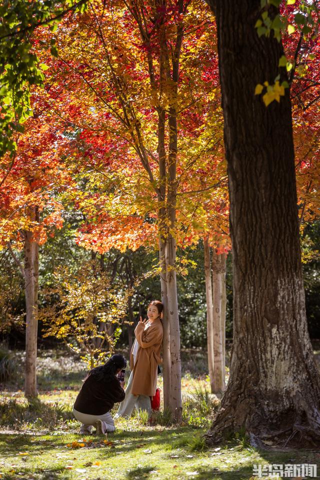 青岛故事｜五彩斑斓的秋日青岛，你怎能不爱？