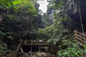 动物之外，你知道吗？还有不少植物“与蛇有关”图片