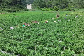 贵州长顺：辣椒丰收采摘忙 乡村振兴产业旺图片