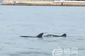 青岛近海大型海洋生物频现 “黑色精灵”成夏日奇景图片