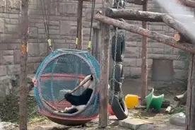 北动大熊猫馆翻新啦！萌兰新家大曝光图片