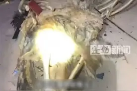 海南当地回应发现骨架2米不明生物尸体：难判定是何物，已无害化处理图片