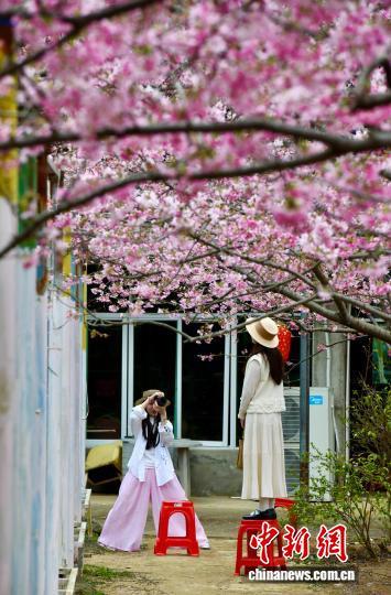 福建福州：樱花烂漫迎客来