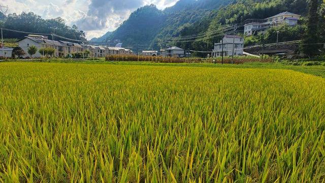 诗意太平 稻田丰光