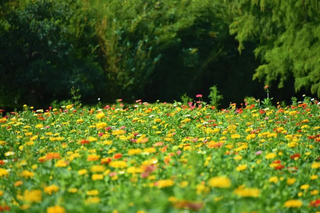 免费打卡5000平方米花海、500个品种菊花……上海“莫奈花园”又上新了！