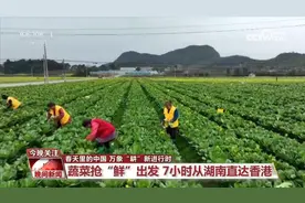 万象“耕”新进行时 蔬菜抢“鲜”7小时从湖南直达香港图片