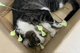 杭州一小区接连发生多起恶性虐猫事件｜动物保护立法迫在眉睫图片