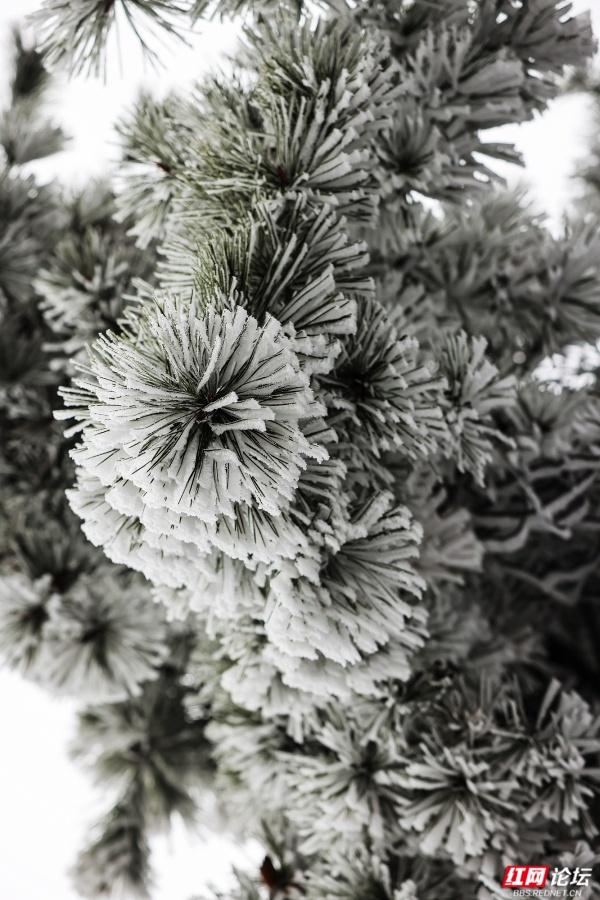 【每日一图@湖南】张家界冬日限定奇观！峰林裹银装，雾凇美出圈