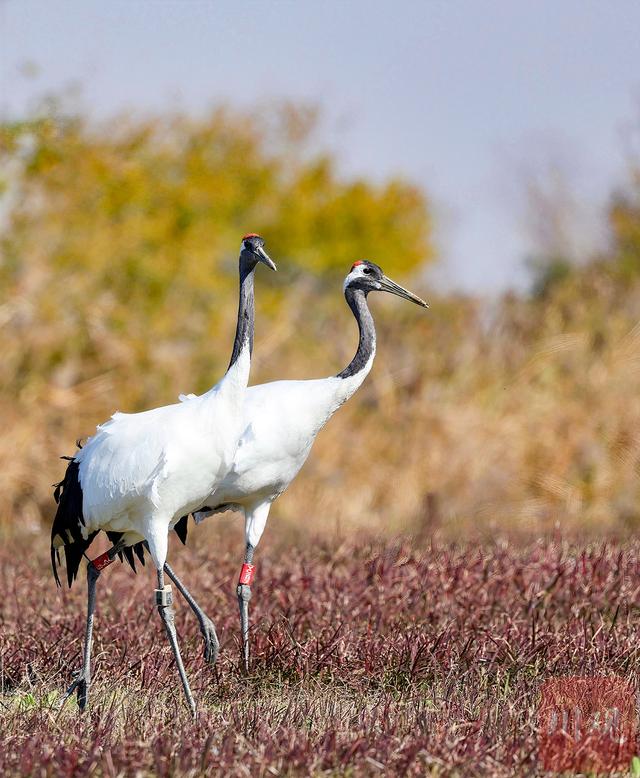 C视觉丨如何拍好丹顶鹤越冬？这份亲测拍摄攻略请收藏