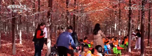 “枫叶+”燃动秋日文旅消费“热引擎” 以旅促农增收再添“金钥匙”