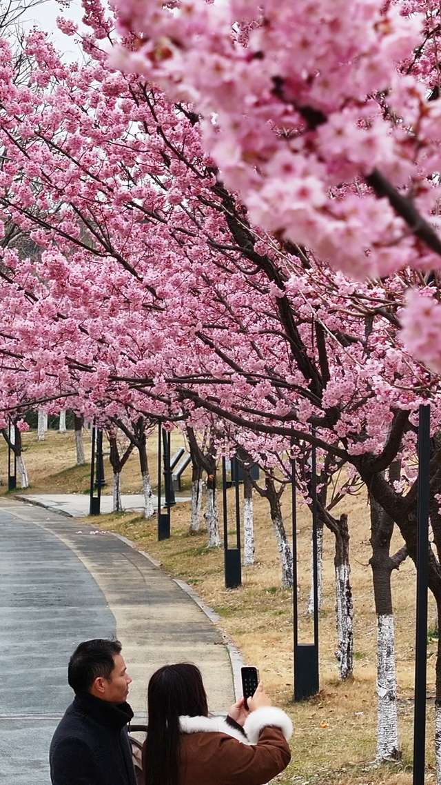 突然全“粉”了！在无锡，提前半个月！
