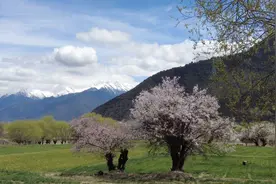 文旅新探｜西藏林芝桃花行图片