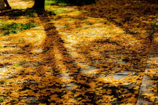 周末出发！河南最美彩色地图上线