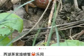 杭州西湖茅家埠有红螃蟹？有人抓了三只，有人专门来找，景区回应了图片