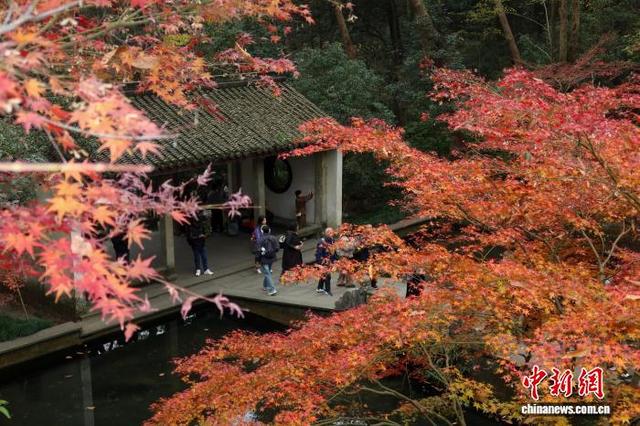 浙江杭州：红枫层林尽染 引游客竞相打卡