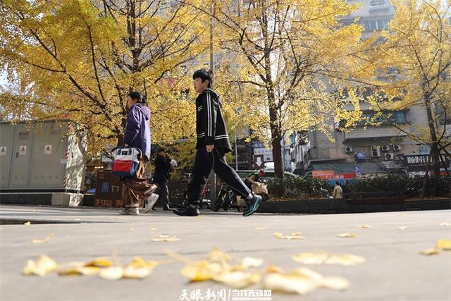 金色银杏与车流共舞,贵阳文昌南路上的“限定冬景”