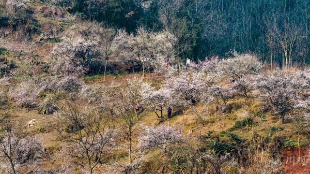 C视觉︱速来 大邑雁鹅村3000亩青梅花海已上线