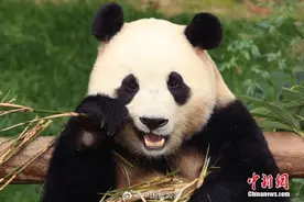 福宝今天要跟大家见面啦！图片
