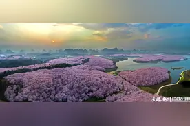 2024贵安女子樱花马拉松赛邀你浪漫奔跑图片