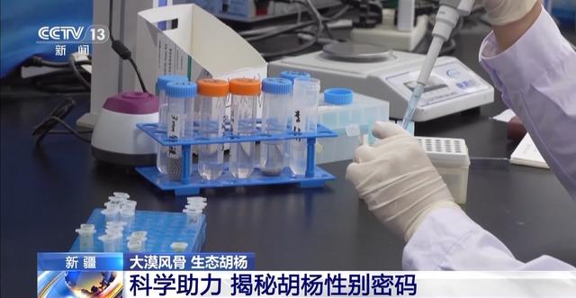 这些密码，告诉你千年胡杨如何锁住万里黄沙