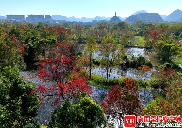 层林尽染，“枫”景如画！桂林开启浪漫赏叶季