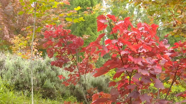 200亩枫海，11月初红艳上线！快来海口林场赏 “秋日大片”