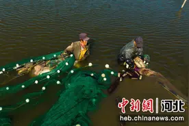 河北曹妃甸：鱼虾满仓收获忙图片