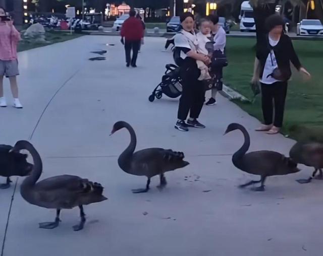 海鸥为何奔赴弥勒？原因找到了...