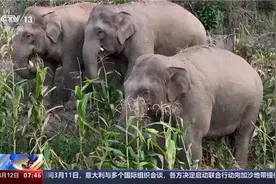 亚洲象进餐也有讲究！一起近距离看大象集体出游、惬意觅食图片