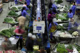（外代一线）哥伦比亚：采摘鲜花图片