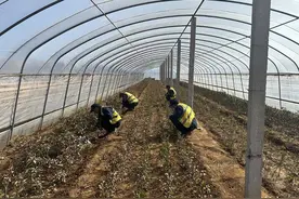 青岛西海岸城市建设集团多举措做好苗圃春季养护工作图片