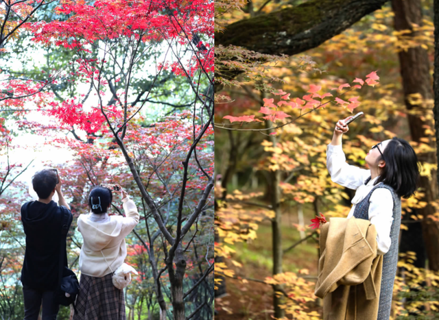 大观河畔滇朴金黄、黑龙潭公园枫叶火红……昆明街头秋色浓