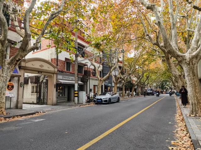 静安落叶景观道已就位！限时“治愈系地毯”已铺好，周末散步指南→