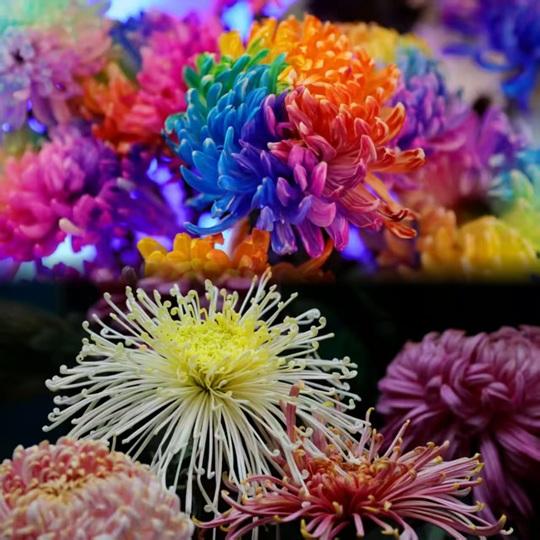 簪菊煮茶 手把手教你当一天“宋朝人”