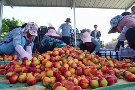 “枣阳皇桃”抢“鲜”上市图片