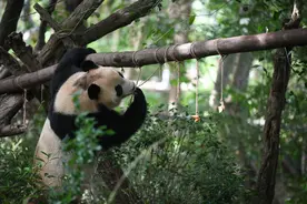 旅外大熊猫回家后的生活图片