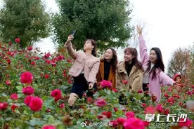 美美共赏！长沙这百亩玫瑰园花开正艳图片