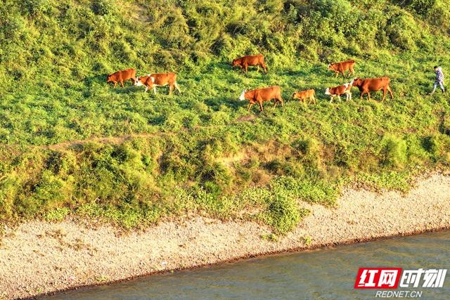 秋游时刻丨粮安天下，韵满双江——宁乡这个镇的乡村诗意太动人
