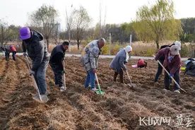 唐山开平：牡丹种植扮靓花海图片