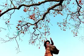 年年柿子红图片