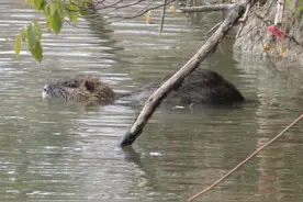 警报！一种南美“巨型老鼠”在上海郊区扩散，啃食庄稼还不怕人图片