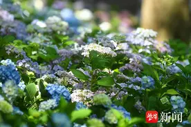 初夏最极致热烈的浪漫！南京中山植物园绣球展来啦图片