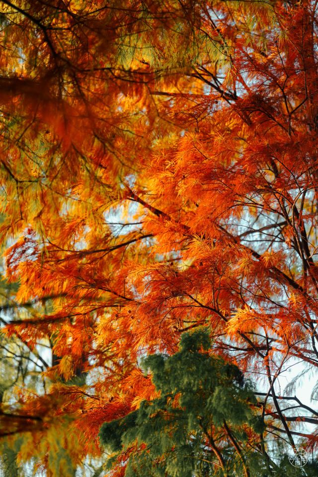 天晴了，去落雁过秋天！