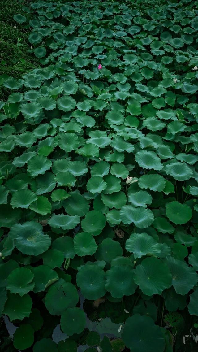 四时天工 扬州如画