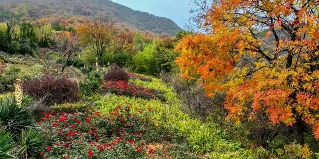 亮相央视！洛阳这些赏秋地，太美！