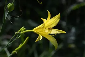 自然科普|昆嵛山物种日历之黄花菜图片