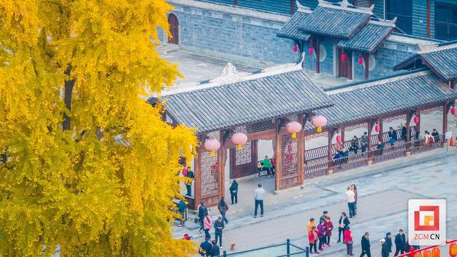 打卡正当时！王家大院解锁百年银杏“限定金色皮肤”