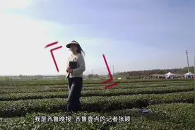 日照绿茶成为城市形象“金名片”，来这里开启茶香之旅图片