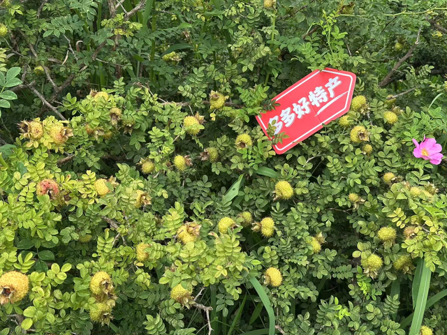 一颗浑身是刺的果子，在拼多多成为产业新贵？
